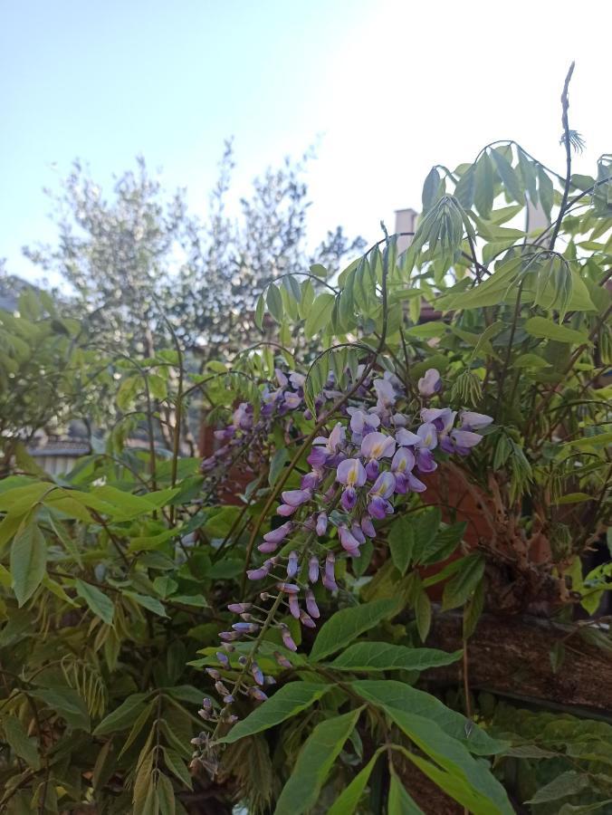 Il Glicine Cozy Appartamnent, Near Sestri Levante Between Cinque Terre E Portofino Casarza Ligure Eksteriør bilde